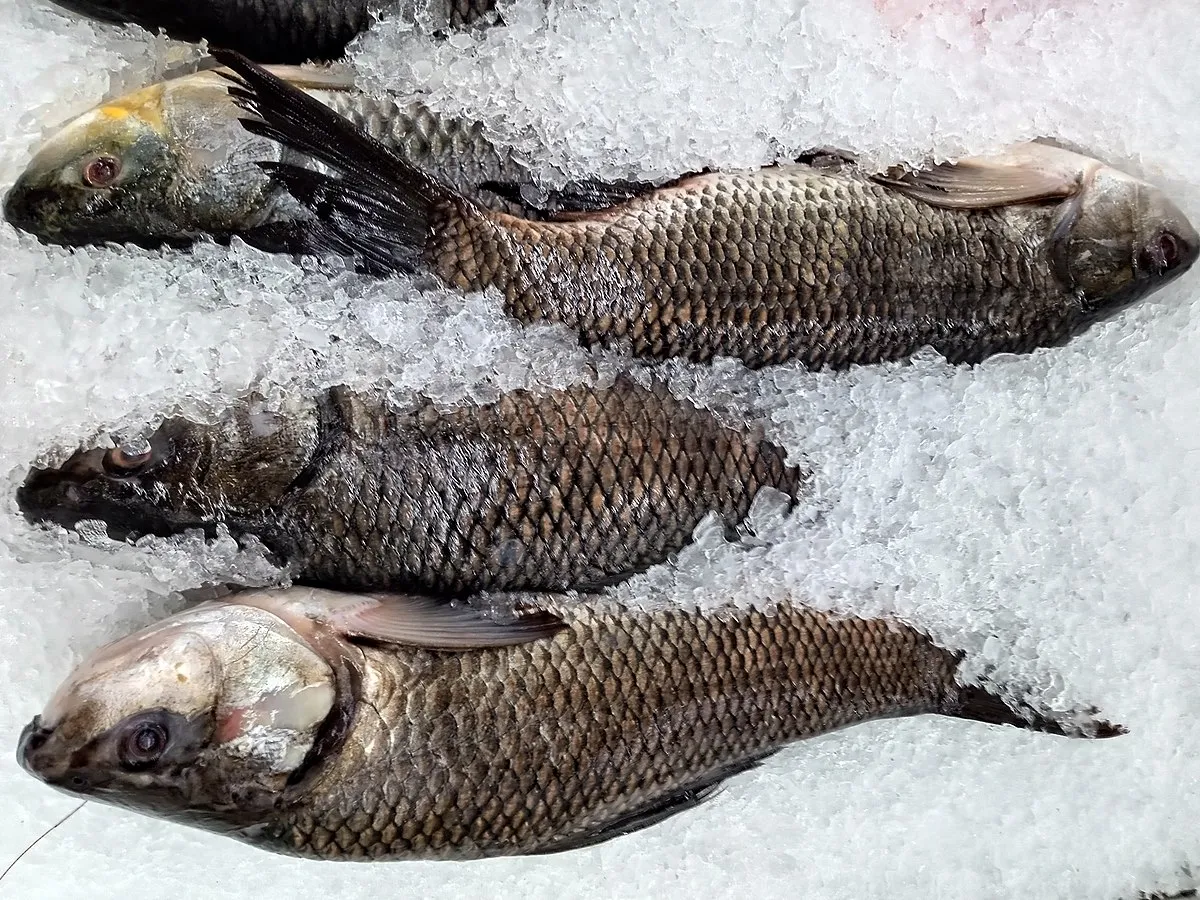 Fish